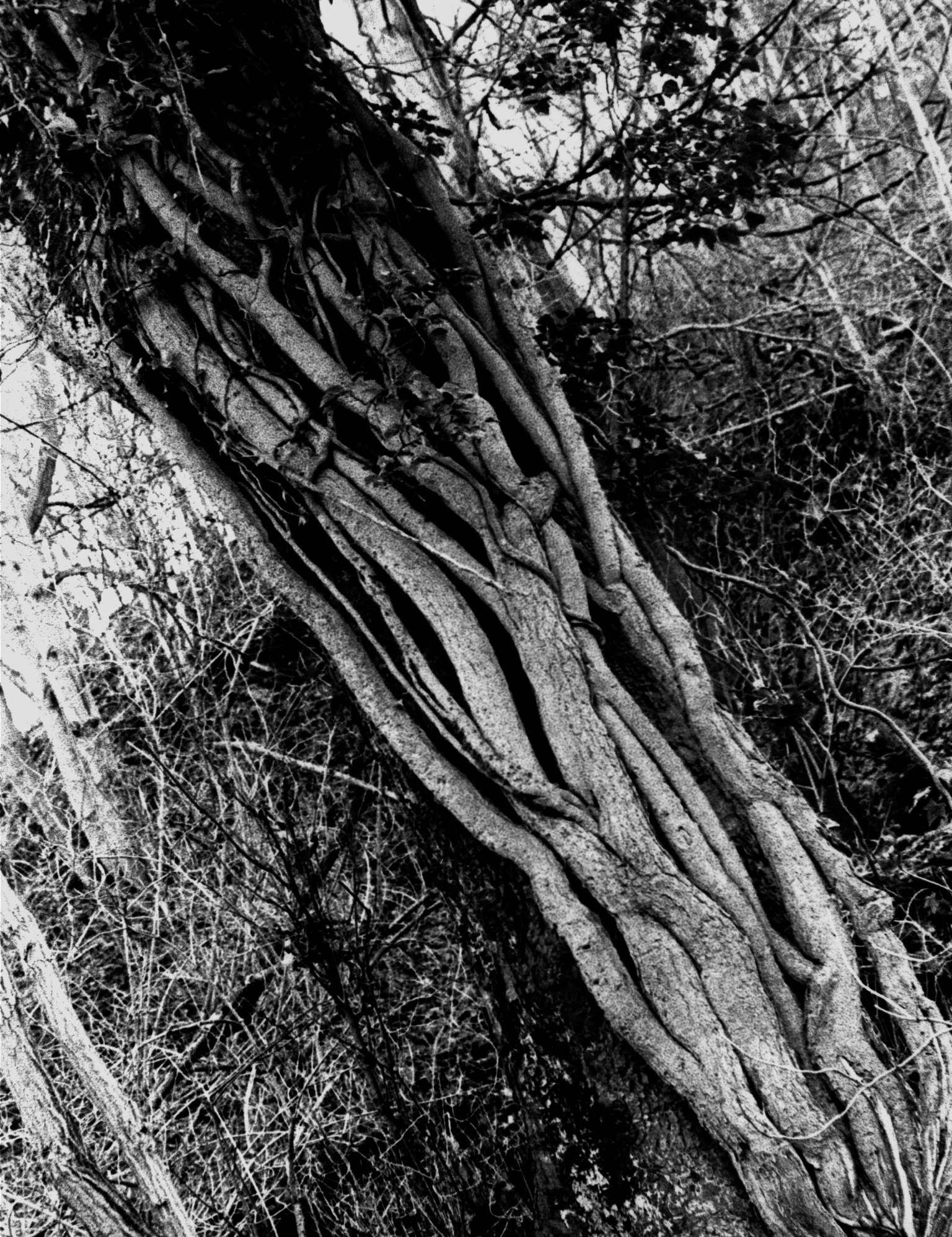 Zoomed image.