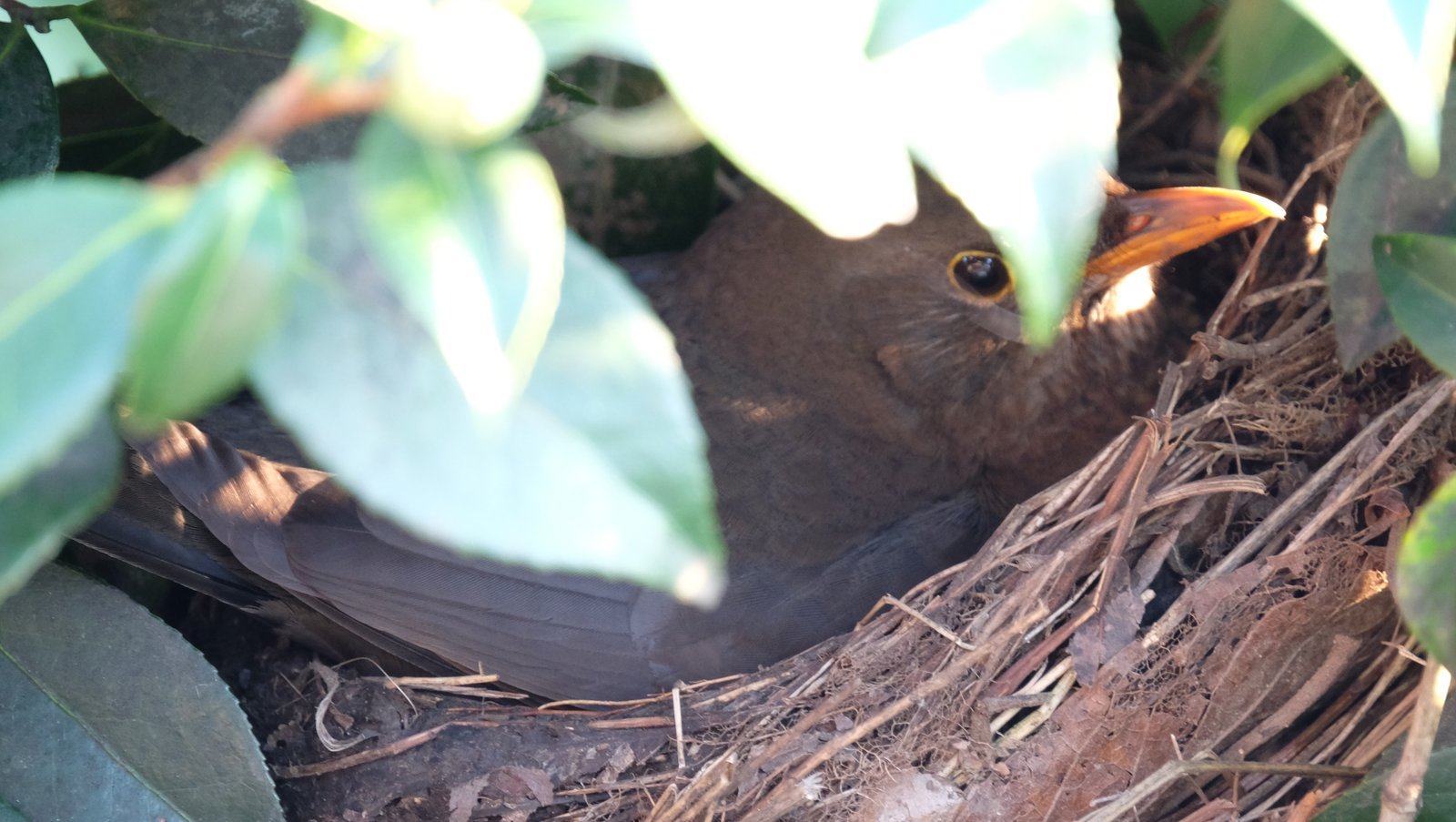 blackbird_nesting_20260303T1625.jpg