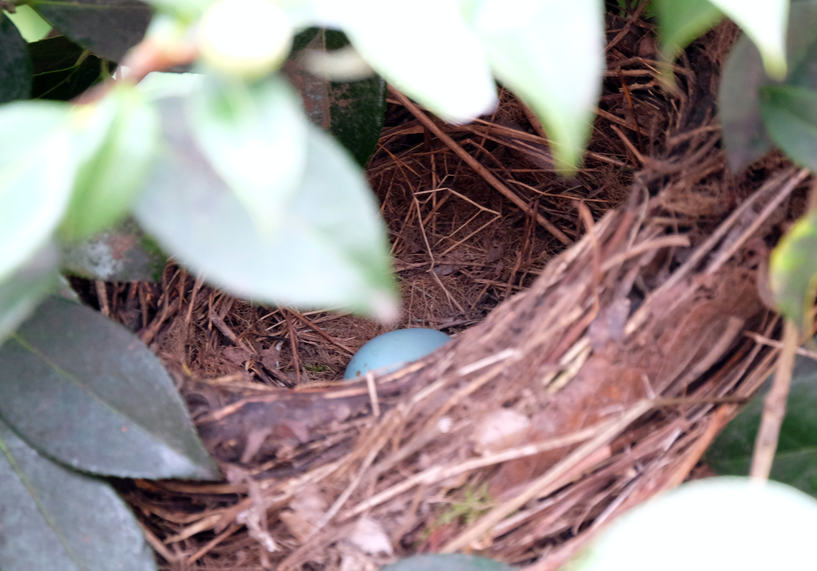 blackbird_nesting_20260307.png