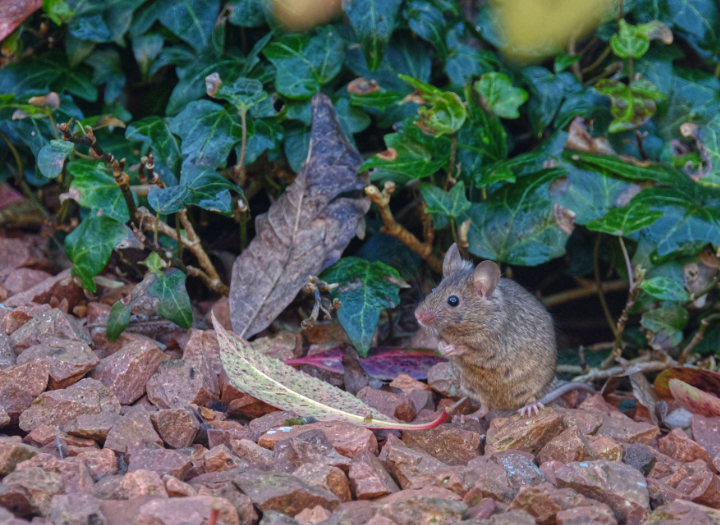 mouse_01.png