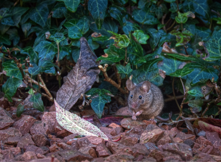 mouse_02.png