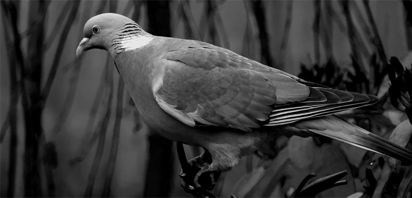 pigeon.jpg
