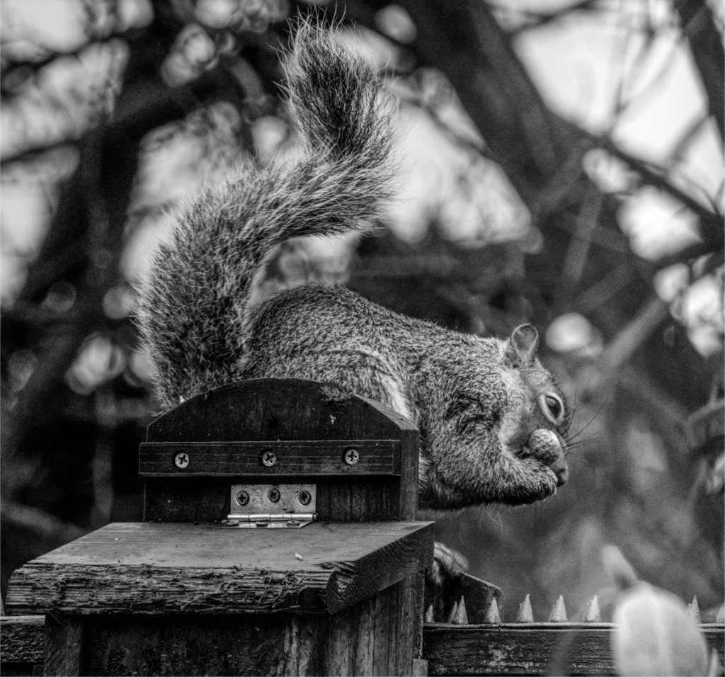 squirrel_bandw.jpg