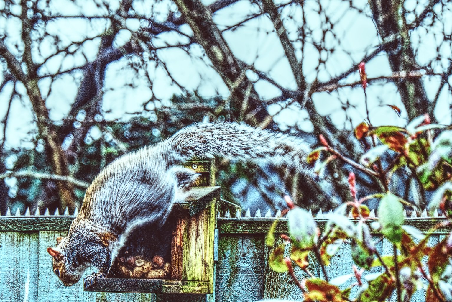 squirrel_colour2.jpg