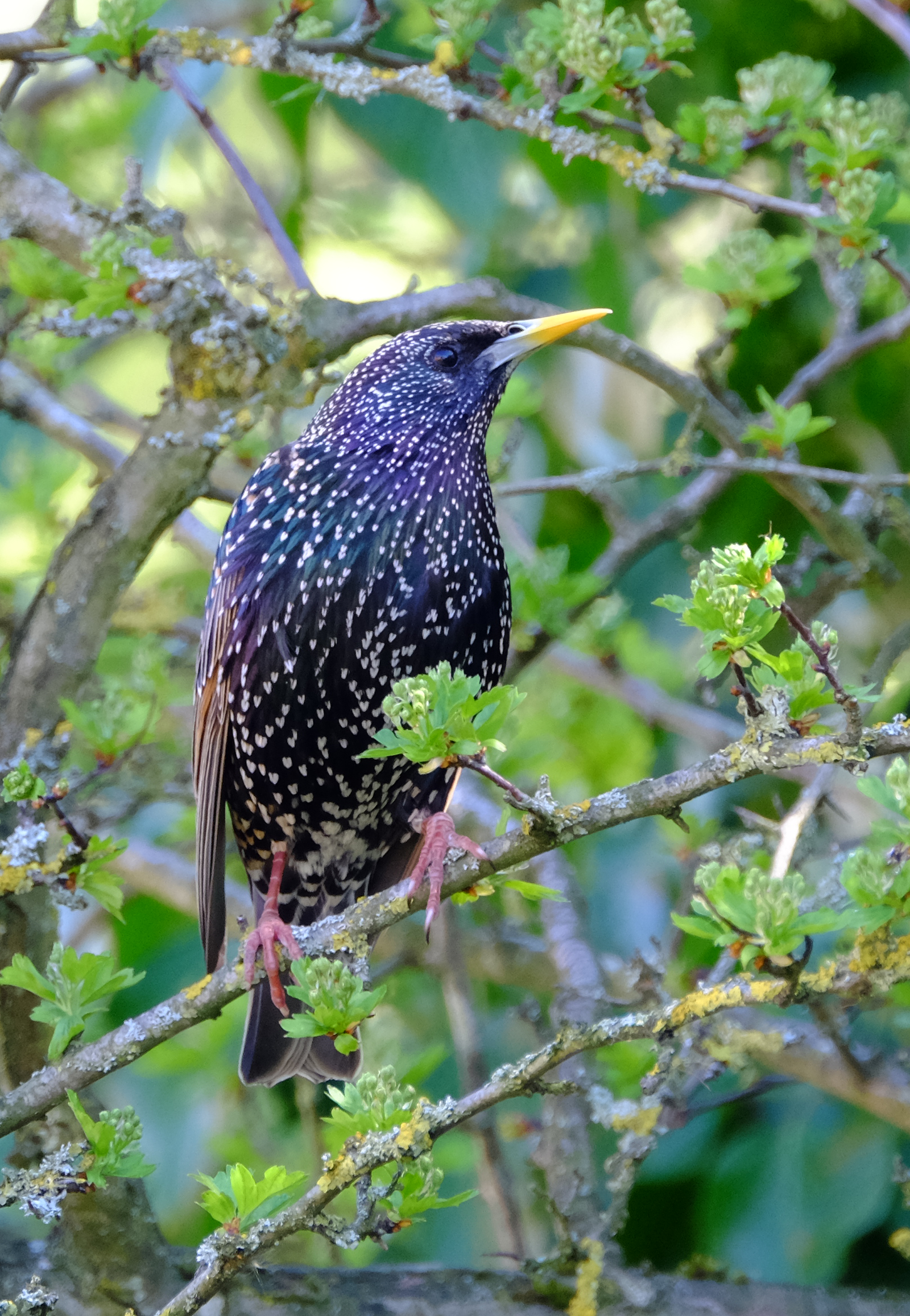starling.png