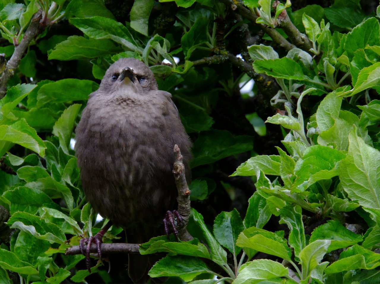 starling_1.jpg