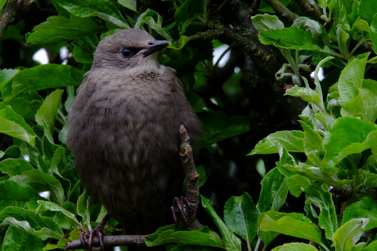 starling_2.jpg