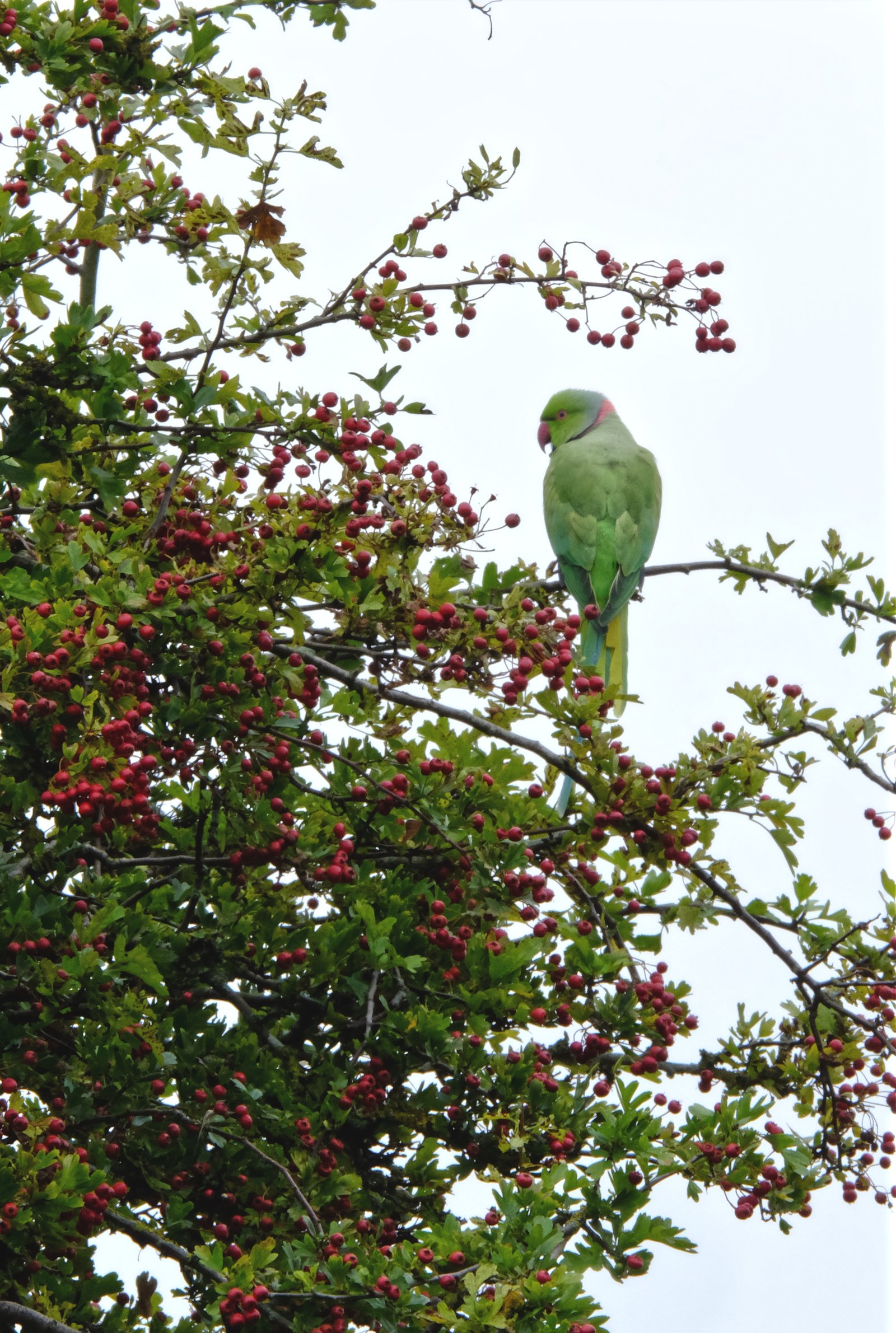wild_parakeet.jpg